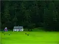 Grasslands of Khajjiar, July 2012