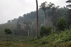 Jungle