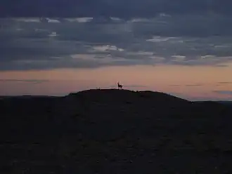 A khulan at sunset, in Nomgon