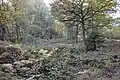 King's Wood