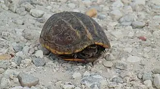 Carapace, Florida