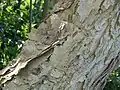 A close-up of the papery bark that gives the tree its vernacular name