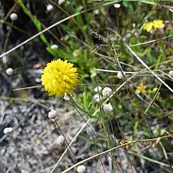 Yellow wildflower