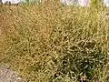 Form