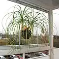 As kokedama in a city flat in Prague, Czech Republic