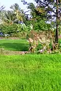 A paddy field in Kollengode
