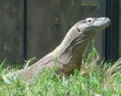 A Komodo dragon at the zoo's Reptile Discovery Center