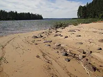 Rocky beach.