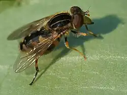 Anasimyia lineata