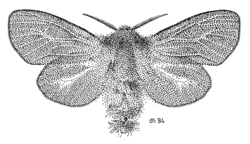 Stippling