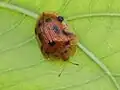 Laccoptera tredecimpunctata, Indonesia