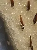 Germinating seed