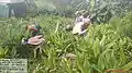Lakadong Turmeric Weeding time