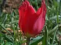 Wild Tulip in Görmeli