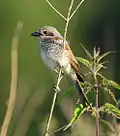 Adult female in Poland