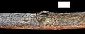 Burial 2 - Detachment of bone in the femur (intentional?)