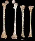 Burial 2 - Lowe limbs were not affected by the speleothem.