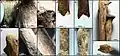 Burial 5 - Abundance of defleshing marks on human bones.