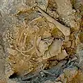 Burial 7. Excavation at exposition 7.
