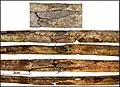 Burial 15. Perimortem fractures on the right fibula