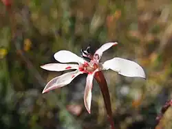 Lapeirousia anceps flower