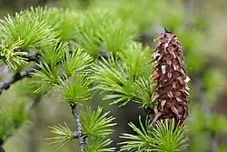 Larix griffithii foliage and cone, Sikkim, India