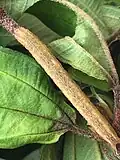 Last instar, maybe mimicking the branches of the host plant (Melastoma)