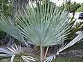 Form