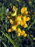 Meadow vetchling