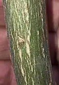Young, grey-green bark with buff striations of trunk of young specimen in Royal Botanic Garden Edinburgh.