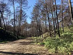 The forest.