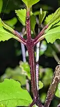 Stems of pukatea