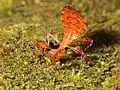 Nymphs are red