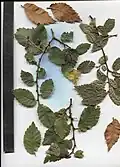 Dried leaves