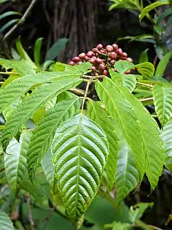 Fruit and foliage