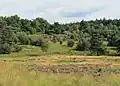 Leesterheide