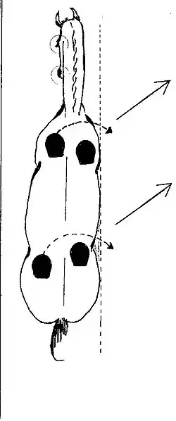 Leg-yield