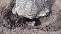 Leopard tortoise laying eggs