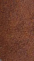 The seeds of garden cress