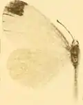Leptidea morsei major