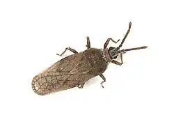 Leptoypha mutica