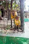 Monkeys