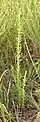 Lespedeza sericea plant growing in Kansas. This plant was 2 1/2 feet tall. Taken in September 2013.
