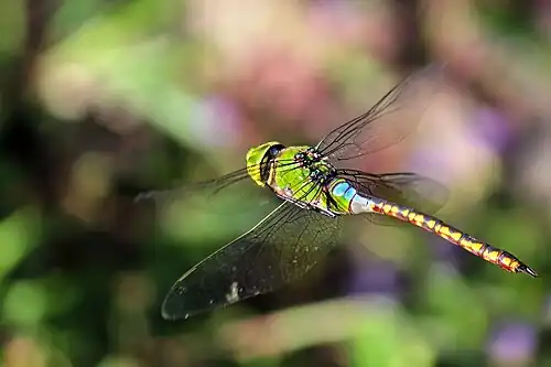 Female