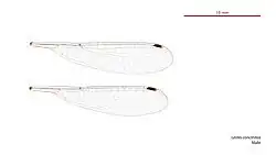 Photo of male wings