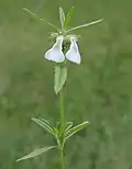 Leucas longifolia in Hyderabad, India.