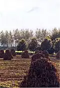 Hay in the fields