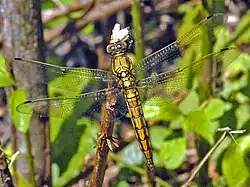 Immature male