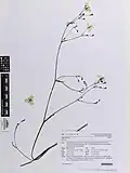 Specimen from the herbarium of the Auckland War Memorial Museum