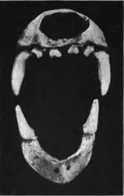Bat skull fragments